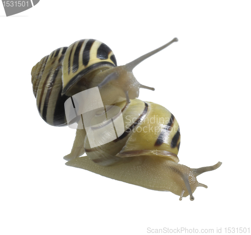 Image of two grove snails