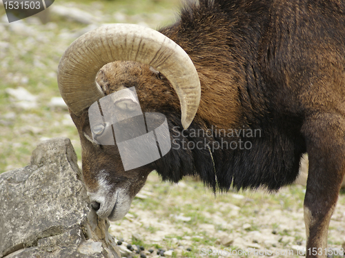 Image of Mouflon and stone