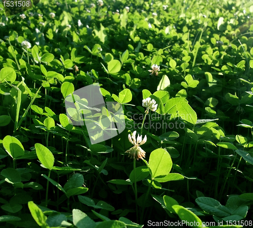 Image of Clover closeup