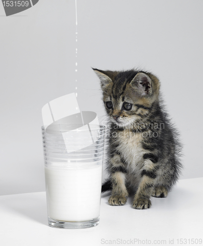 Image of kitten waiting for milk