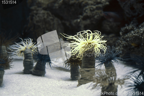 Image of Sea anemones