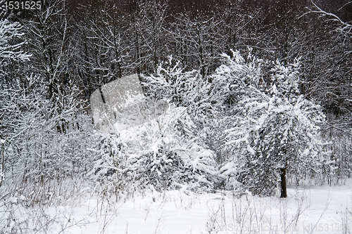 Image of snowy forest detail