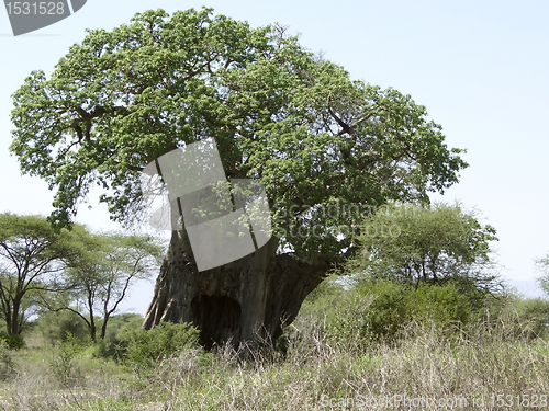 Image of african Baobab tree