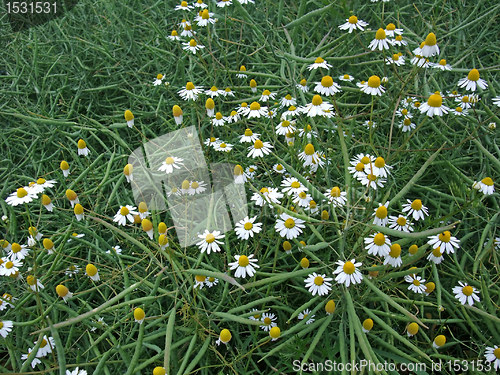 Image of canola and camomile flowers