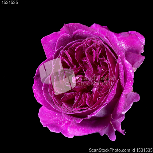 Image of wet purple rose flower