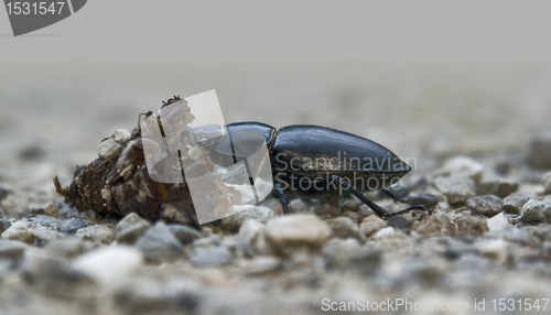 Image of female stag beetle sideways