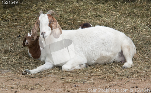 Image of goats and hay