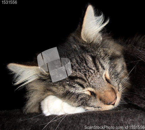 Image of sleeping cat portrait