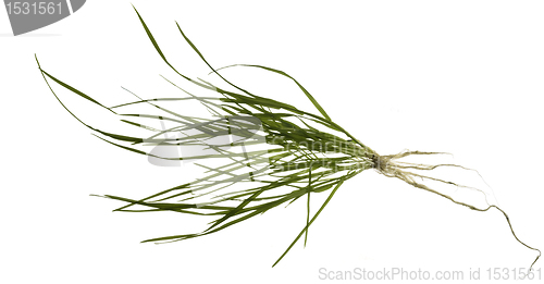 Image of isolated grass plant