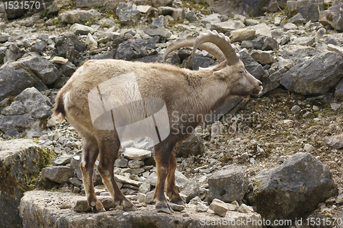 Image of Alpine Ibex in stony back