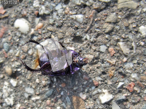 Image of dead bug supine on pavement