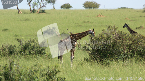 Image of Giraffes in african savannah
