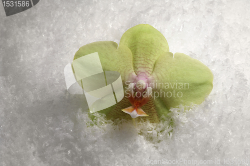Image of orchid flower and snow