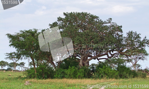 Image of trees in the Queen Elizabeth National Park