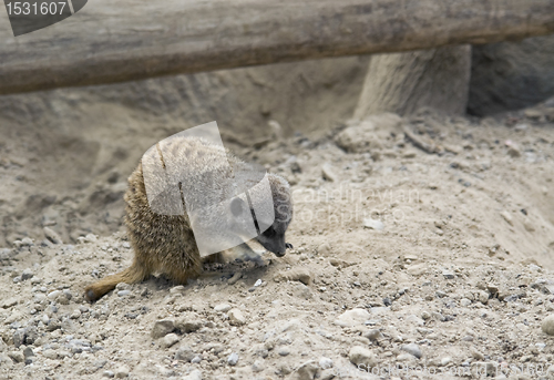 Image of Meerkat on stony ground