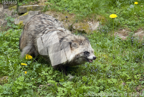 Image of Raccoon Dog