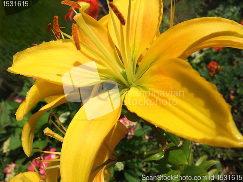 Image of yellow flower in green vegetation