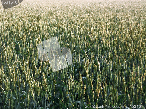Image of full frame wheat field