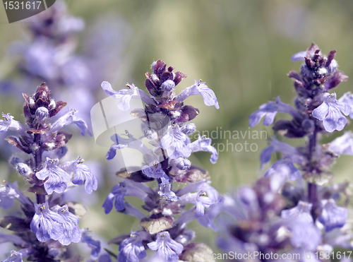 Image of pastel flower closeup