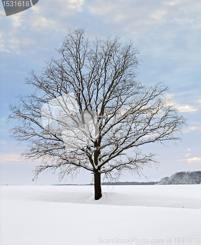 Image of winter tree at evening time