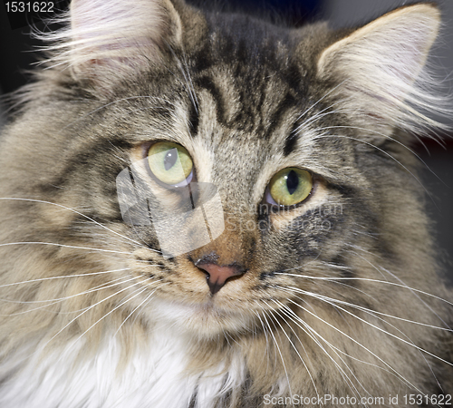 Image of Norwegian Forest Cat portrait