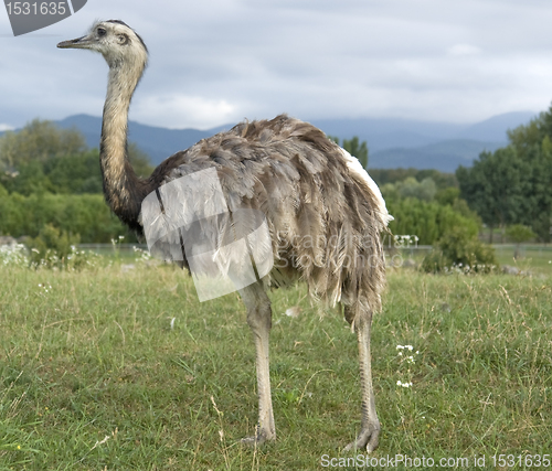 Image of Greater Rhea in cloudy ambiance