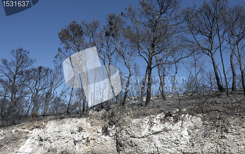 Image of burned forest and scarp