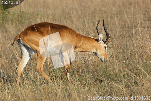 Image of Uganda Kob in Africa