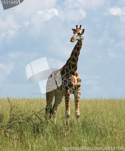 Image of Giraffe in african savannah