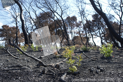 Image of new life after forest fire