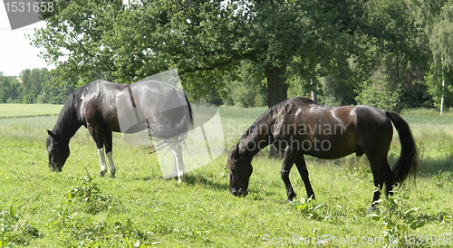 Image of two dark horses in rural ambiance