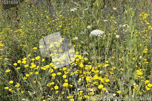 Image of herbal variety in a sunny ambiance