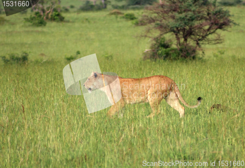 Image of Lion in the african savannah