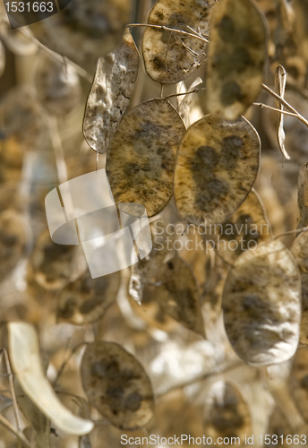 Image of sere lunaria detail