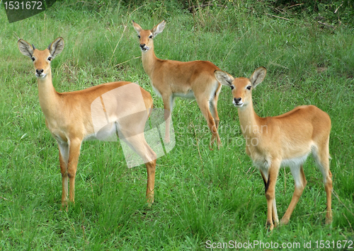 Image of Uganda Kobs in grassy vegetation