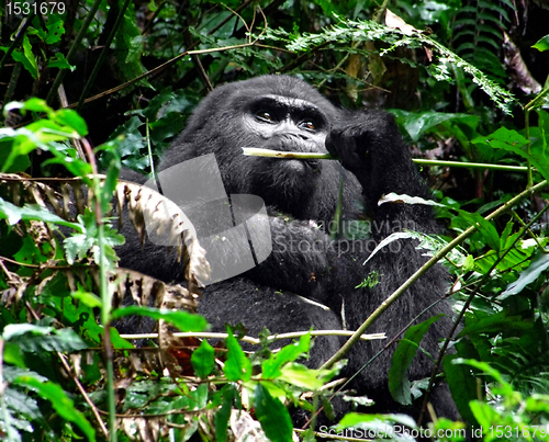 Image of Gorilla in green vegetation