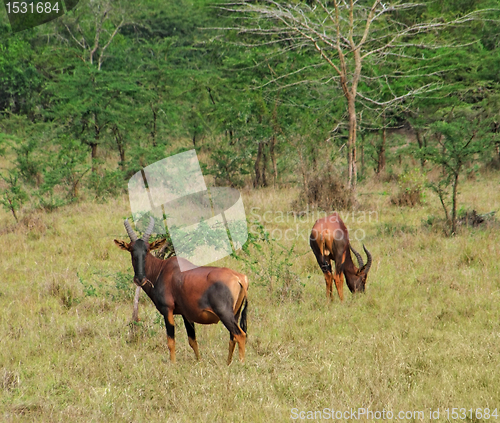 Image of Common Tsessebe in Africa