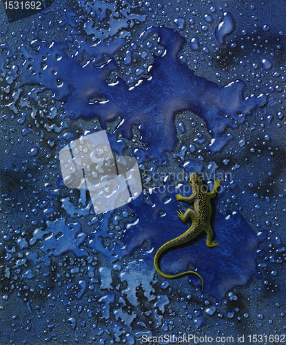 Image of yellow lizard in wet blue back