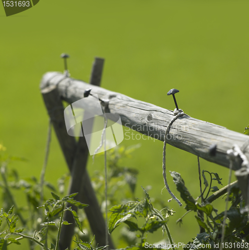 Image of growing tomato plants