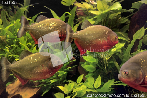 Image of Piranhas