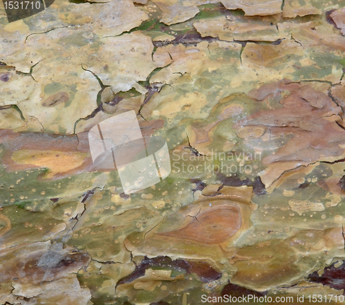 Image of peeling bark detail