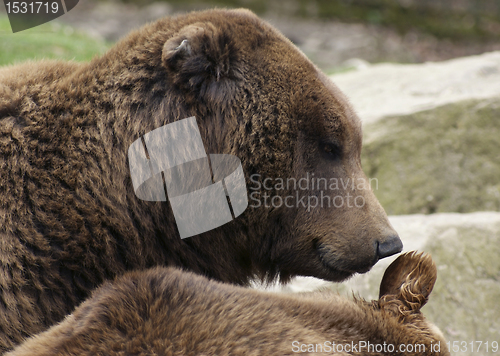 Image of Brown Bear portrait