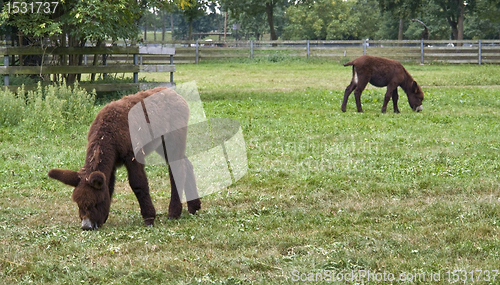 Image of Poitou donkeys