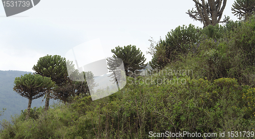 Image of plants near Ngorogoro Crater in Africa