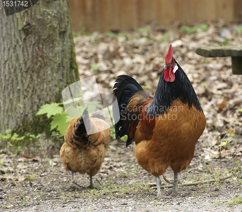 Image of multicolored chickens in natural back