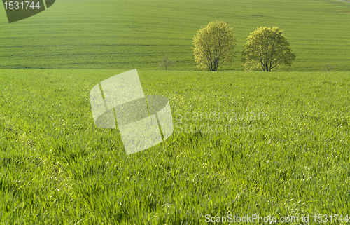 Image of grassland and trees