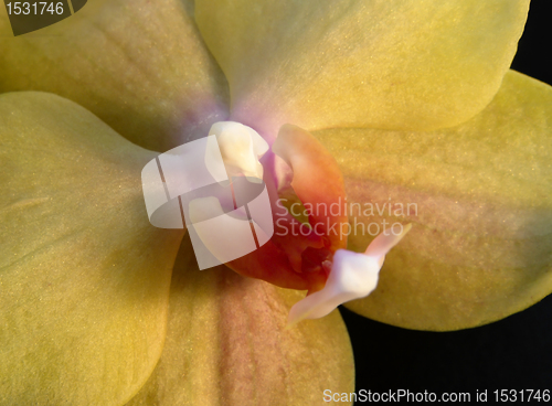 Image of yellow orchid closeup