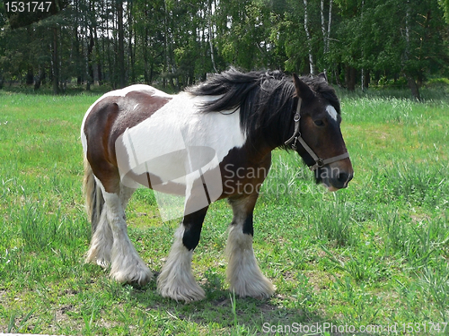 Image of Draft Horse in green pasture