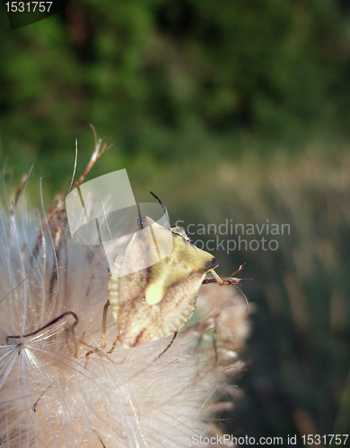 Image of stink bug at summer time