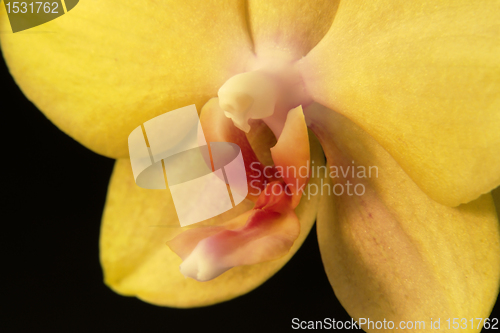 Image of yellow orchid closeup